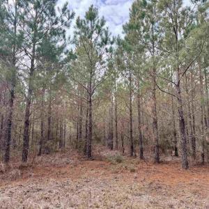 Photo #6 of 106.6 Acres-TBD Highway 52, Salters, SC 106.6 acres
