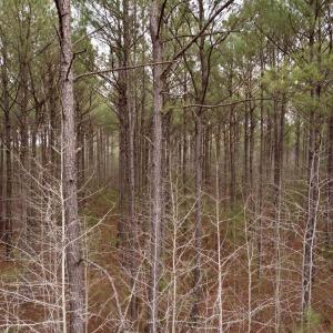 Photo #46 of 106.6 Acres-TBD Highway 52, Salters, SC 106.6 acres