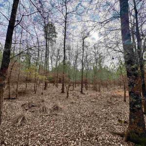 Photo #23 of 106.6 Acres-TBD Highway 52, Salters, SC 106.6 acres
