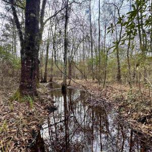 Photo #14 of 106.6 Acres-TBD Highway 52, Salters, SC 106.6 acres