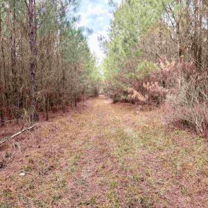 Photo #3 of 106.6 Acres-TBD Highway 52, Salters, SC 106.6 acres