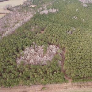 Photo #41 of 106.6 Acres-TBD Highway 52, Salters, SC 106.6 acres