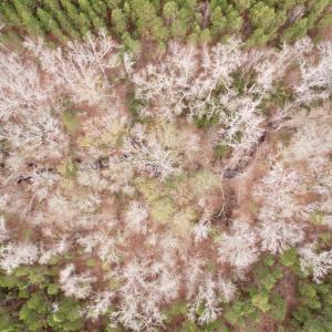 Photo #51 of 106.6 Acres-TBD Highway 52, Salters, SC 106.6 acres