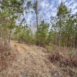 Photo #8 of 106.6 Acres-TBD Highway 52, Salters, SC 106.6 acres