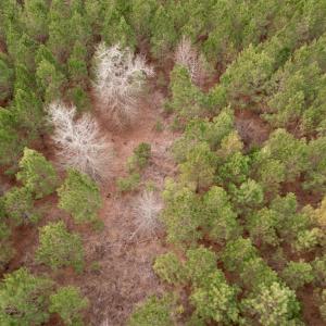 Photo #49 of 106.6 Acres-TBD Highway 52, Salters, SC 106.6 acres