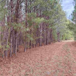 Photo #38 of 106.6 Acres-TBD Highway 52, Salters, SC 106.6 acres