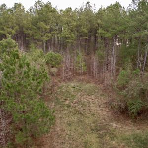 Photo #54 of 106.6 Acres-TBD Highway 52, Salters, SC 106.6 acres