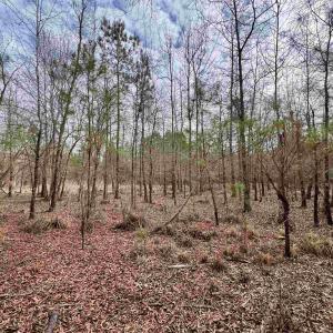 Photo #21 of 106.6 Acres-TBD Highway 52, Salters, SC 106.6 acres