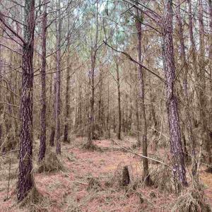 Photo #5 of 106.6 Acres-TBD Highway 52, Salters, SC 106.6 acres