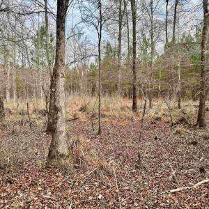 Photo #25 of 106.6 Acres-TBD Highway 52, Salters, SC 106.6 acres