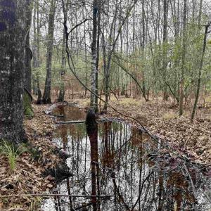Photo #13 of 106.6 Acres-TBD Highway 52, Salters, SC 106.6 acres