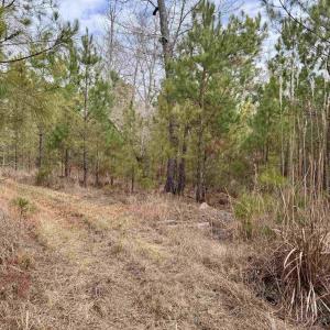 Photo #7 of 106.6 Acres-TBD Highway 52, Salters, SC 106.6 acres