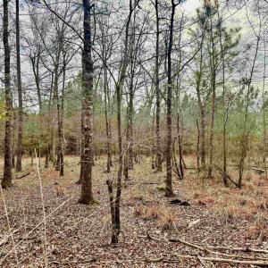 Photo #27 of 106.6 Acres-TBD Highway 52, Salters, SC 106.6 acres