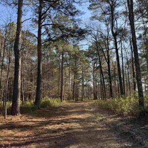 Photo #1 of 23.30 Acres-TBD Dainty Ave, Kingstree, SC 23.3 acres