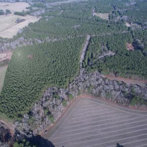 Photo #9 of 23.30 Acres-TBD Dainty Ave, Kingstree, SC 23.3 acres
