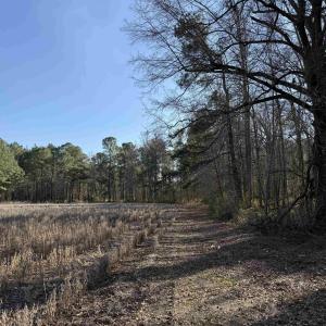 Photo #6 of 23.30 Acres-TBD Dainty Ave, Kingstree, SC 23.3 acres