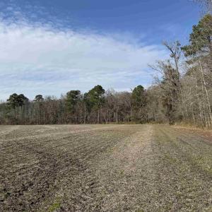 Photo #4 of 23.30 Acres-TBD Dainty Ave, Kingstree, SC 23.3 acres