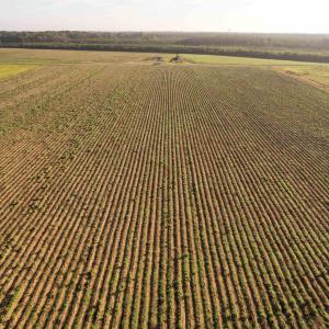 Photo #14 of 22 Acres-TBD Baxley Rd., Hemingway, SC 22.1 acres