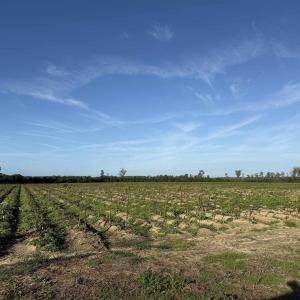 Photo #19 of 22 Acres-TBD Baxley Rd., Hemingway, SC 22.1 acres