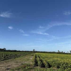 Photo #18 of 22 Acres-TBD Baxley Rd., Hemingway, SC 22.1 acres