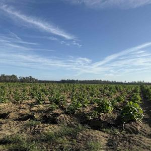 Photo #16 of 22 Acres-TBD Baxley Rd., Hemingway, SC 22.1 acres