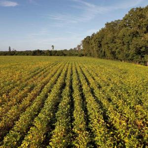 Photo #9 of 22 Acres-TBD Baxley Rd., Hemingway, SC 22.1 acres