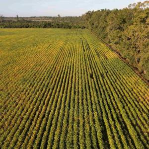 Photo #11 of 22 Acres-TBD Baxley Rd., Hemingway, SC 22.1 acres