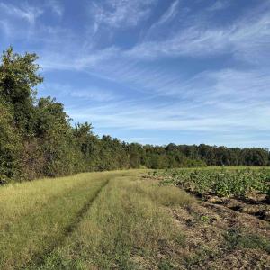 Photo #17 of 22 Acres-TBD Baxley Rd., Hemingway, SC 22.1 acres