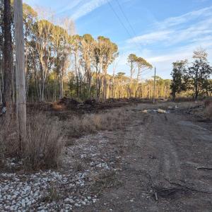 View of local wilderness