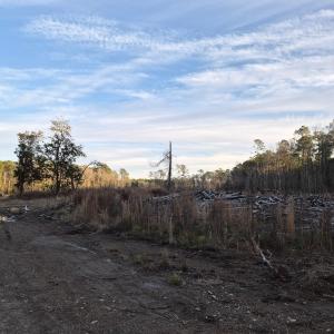 View of local wilderness
