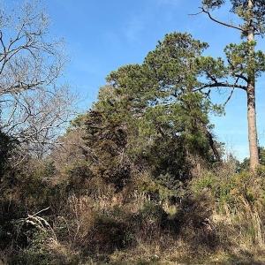 Photo #3 of 1005 3rd Ave. N, Myrtle Beach, SC 0.3 acres