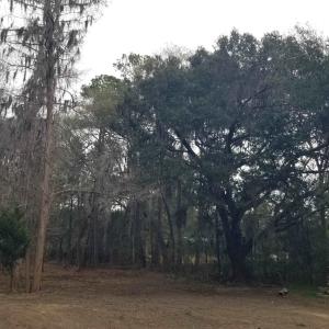 Photo #2 of 3120 High Market St., Georgetown, SC 3.4 acres