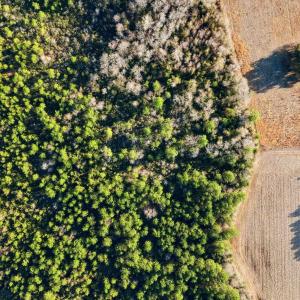 Photo #18 of TBD Black Creek Rd., Nichols, SC 15.0 acres