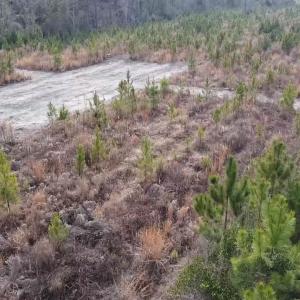 Photo #5 of Lot 7 Amos Rd, Georgetown, SC 5.4 acres