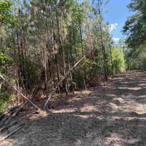 Photo #19 of 8862 Ware Dr., Nichols, SC 23.2 acres