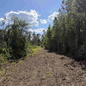 Photo #14 of 8862 Ware Dr., Nichols, SC 23.2 acres
