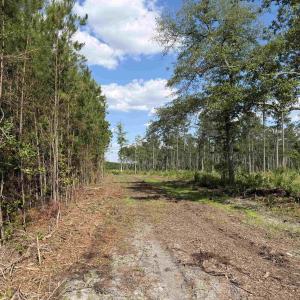 Photo #12 of 8862 Ware Dr., Nichols, SC 23.2 acres