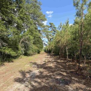 Photo #21 of 8862 Ware Dr., Nichols, SC 23.2 acres