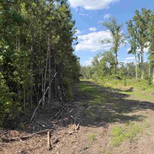 Photo #9 of 8862 Ware Dr., Nichols, SC 23.2 acres