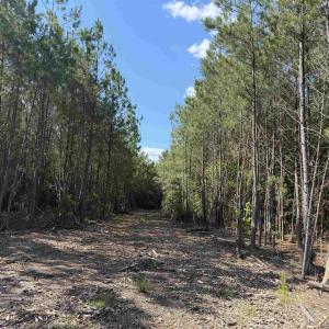 Photo #1 of 8862 Ware Dr., Nichols, SC 23.2 acres