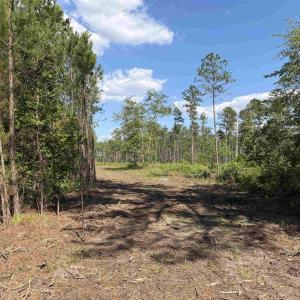 Photo #15 of 8862 Ware Dr., Nichols, SC 23.2 acres
