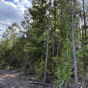 Photo #5 of 8862 Ware Dr., Nichols, SC 23.2 acres