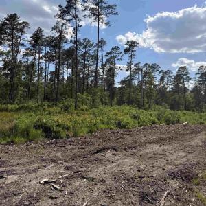Photo #8 of 8862 Ware Dr., Nichols, SC 23.2 acres