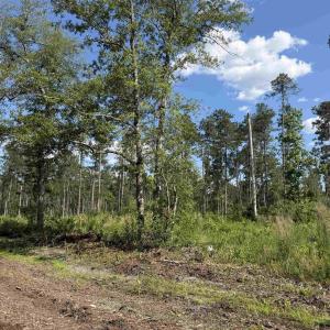 Photo #13 of 8862 Ware Dr., Nichols, SC 23.2 acres