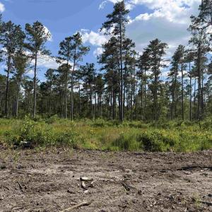 Photo #10 of 8862 Ware Dr., Nichols, SC 23.2 acres