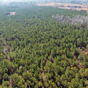 Photo #38 of TBD 183 Acres Blakely Rd., Salters, SC 183.0 acres