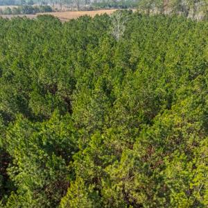 Photo #39 of TBD 183 Acres Blakely Rd., Salters, SC 183.0 acres