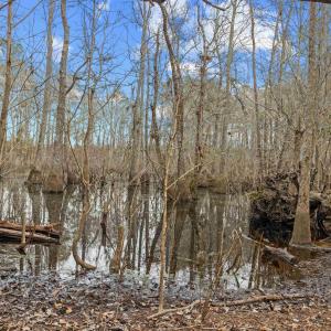 Photo #6 of TBD 183 Acres Blakely Rd., Salters, SC 183.0 acres