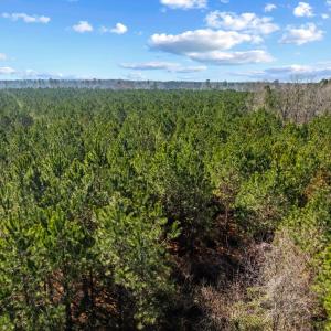 Photo #36 of TBD 183 Acres Blakely Rd., Salters, SC 183.0 acres