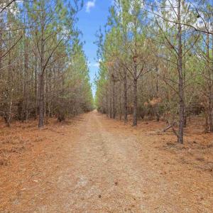Photo #10 of TBD 183 Acres Blakely Rd., Salters, SC 183.0 acres